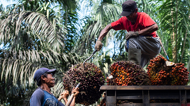 Indonesian workers loading palm fruits into a truck